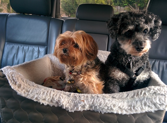 How to road trip with your dog safely this summer