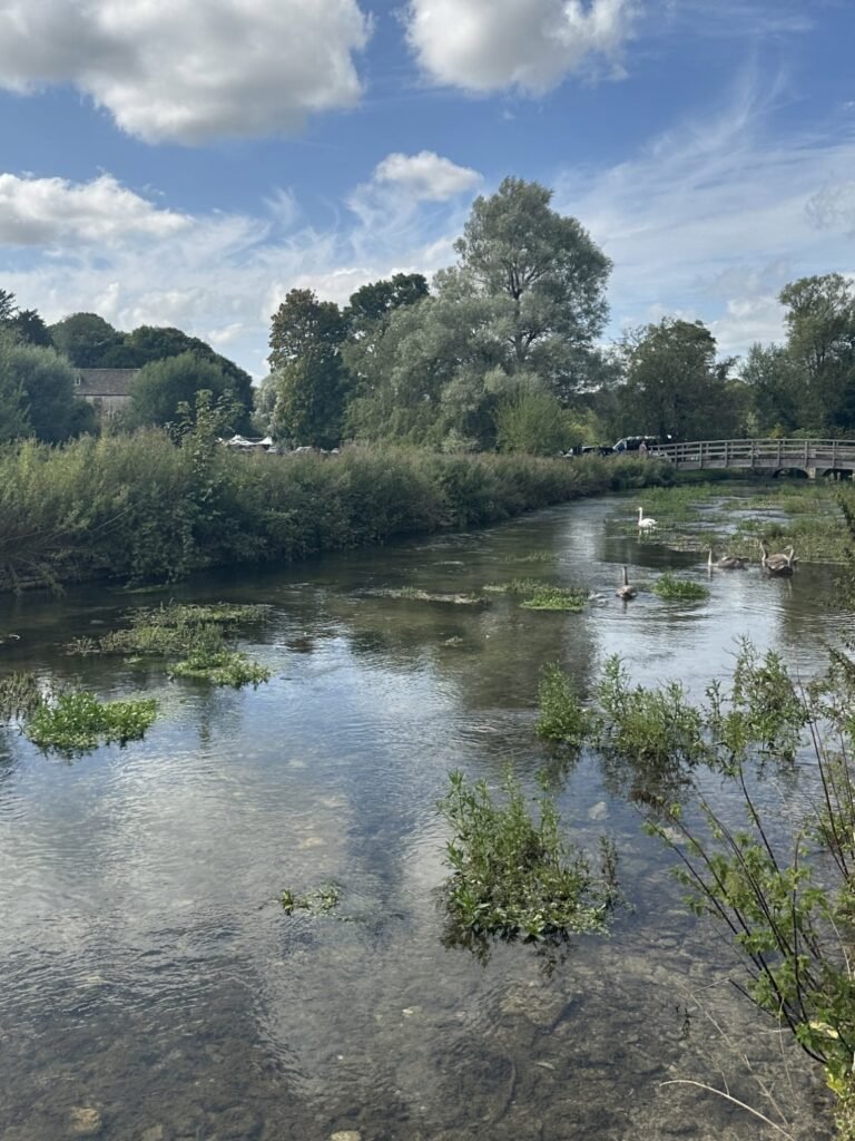 Swans and cygnets swim through a shallow clear river surrounded by dense green vegetation. A wooden footbridge crosses the water beneath a blue sky filled with white clouds.
