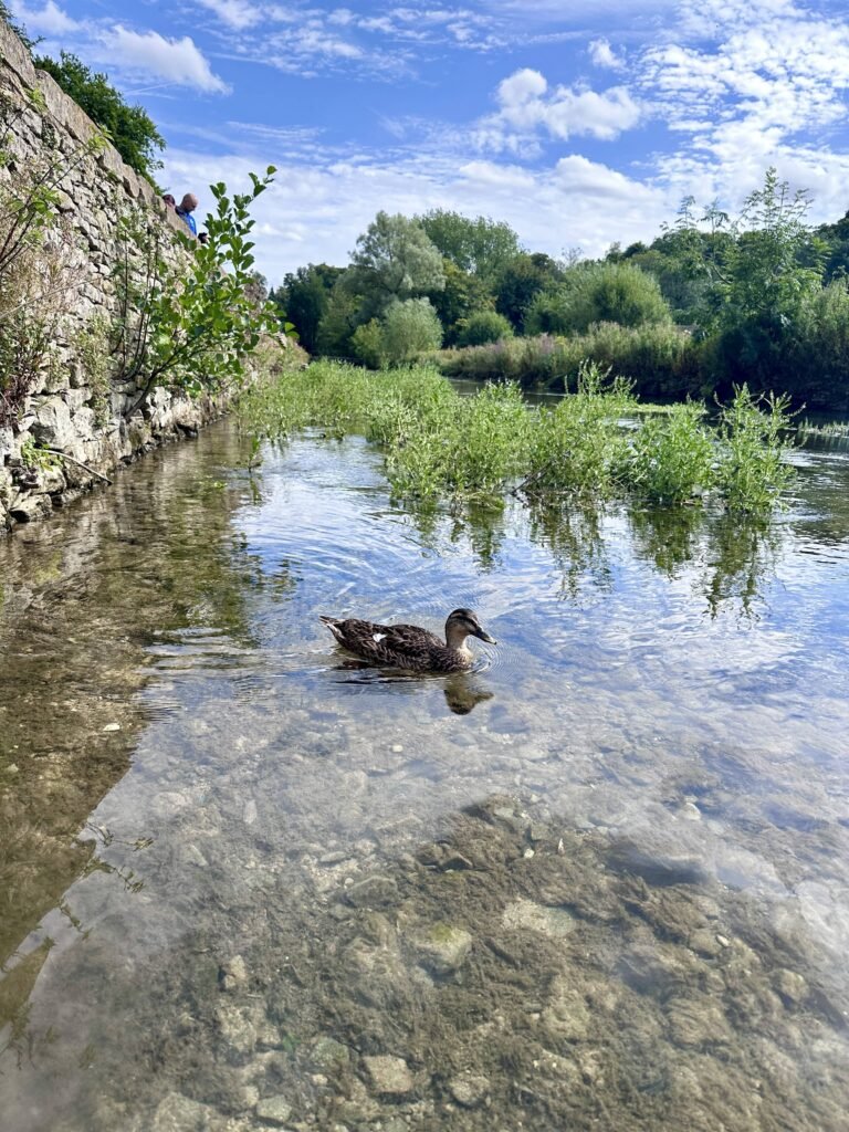 Duck swimming through clear shallow water with stones visible beneath the surface. Green river plants and trees line the water beneath a vivid blue and cloudy sky.